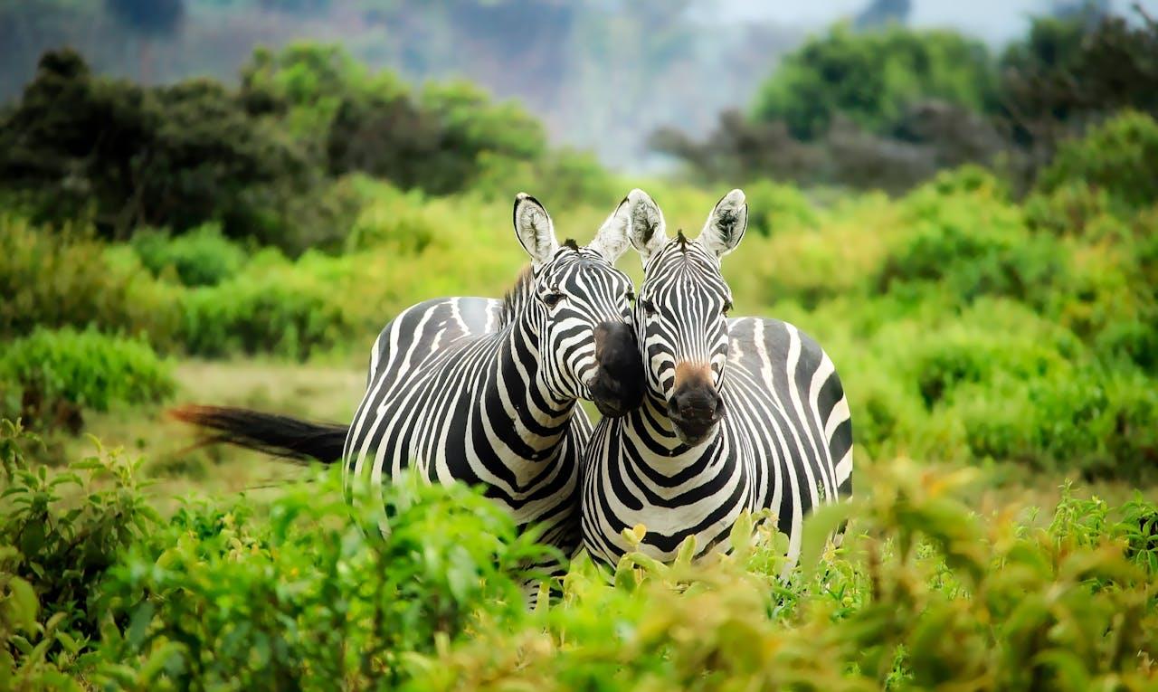 Luchtfoto van de Masai Mara wildreservaat in Kenia met savannes en wildlife safari-landschap